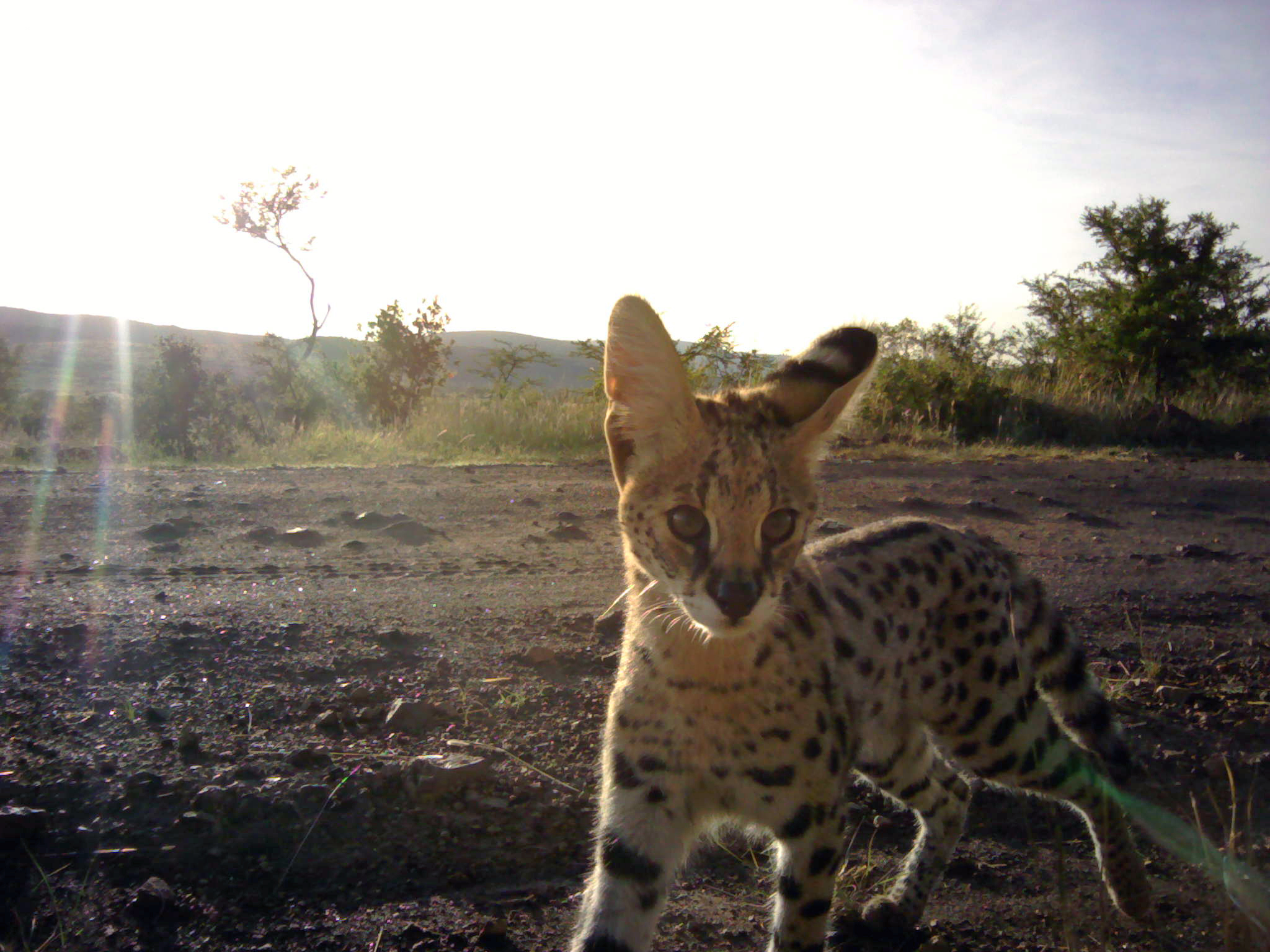 Serval Selfie/